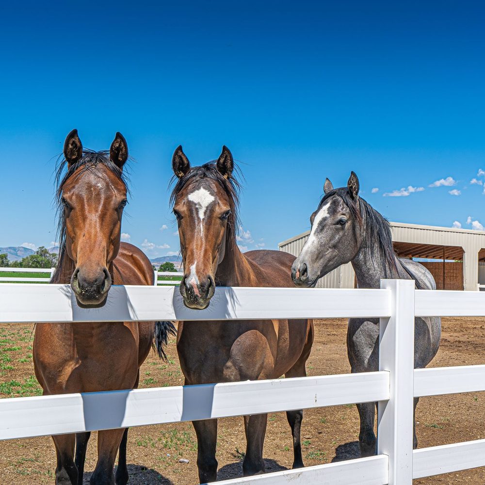 Horses behind a ranch fence
